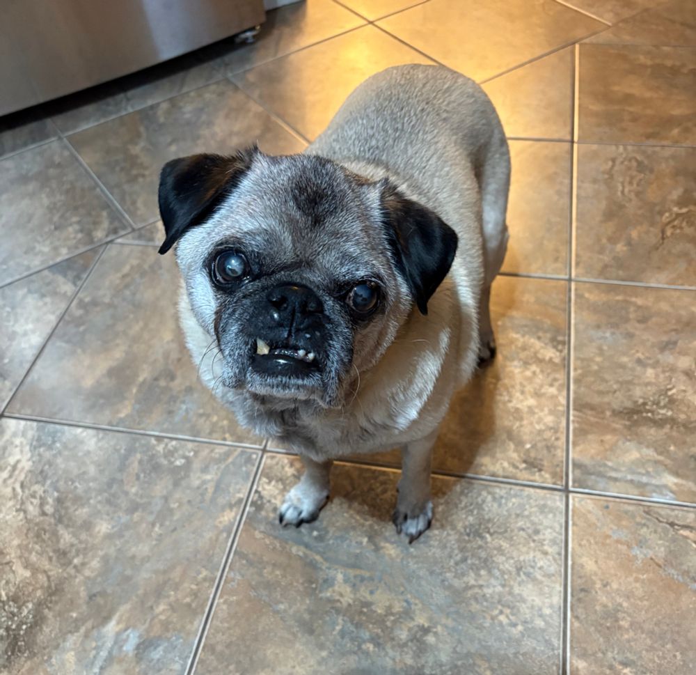 A pug standing on a kitchen floor