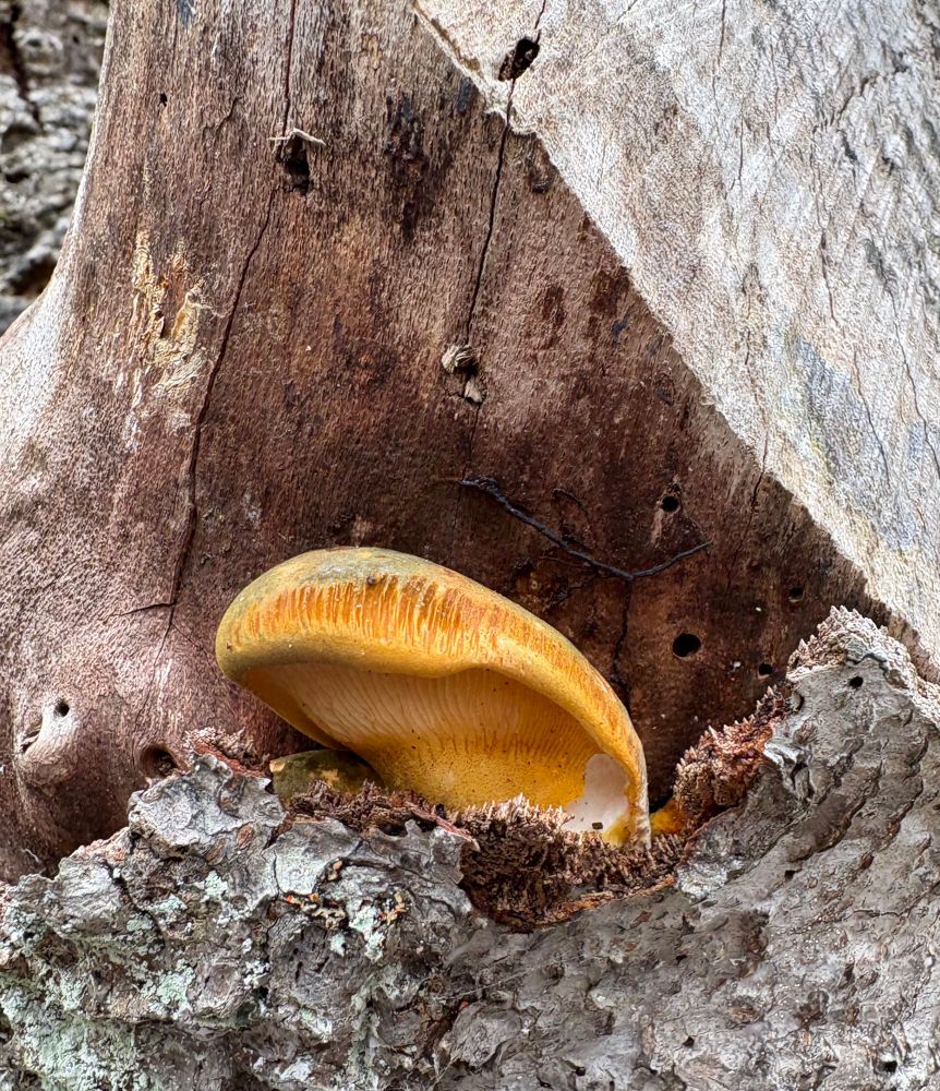 An orange polypore on bark