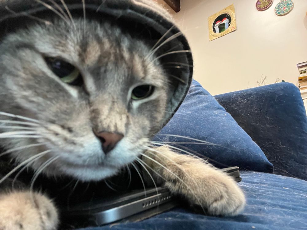 A grey tabby cat named Moscow wearing a black hoodie and sulking. He’s sitting on an iPad on a couch. 