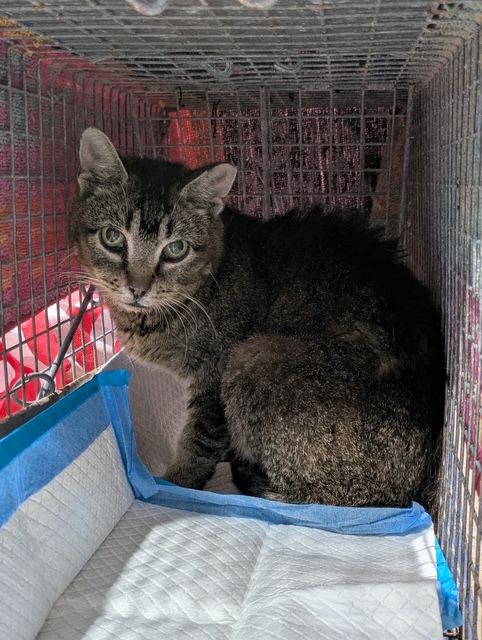 A small, green-eyed tabby cat named Daphne who was discovered to be intersex at a routine TNR spay appointment that turned into removing testicular tumors where ovaries had been expected. Daphne is doing well now, and is estimated to be eight years old, far too old for life back on the street. We need a socialization foster (no experience needed) to help this cat learn to enjoy humans so that they can retire inside. Daphne needs some additional routine medical care, but is expected to have a normal lifespan and we only need a commitment from you of a few months!