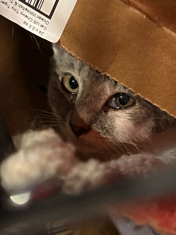 A small grey and white kitten hiding under a box in a cat hammock.