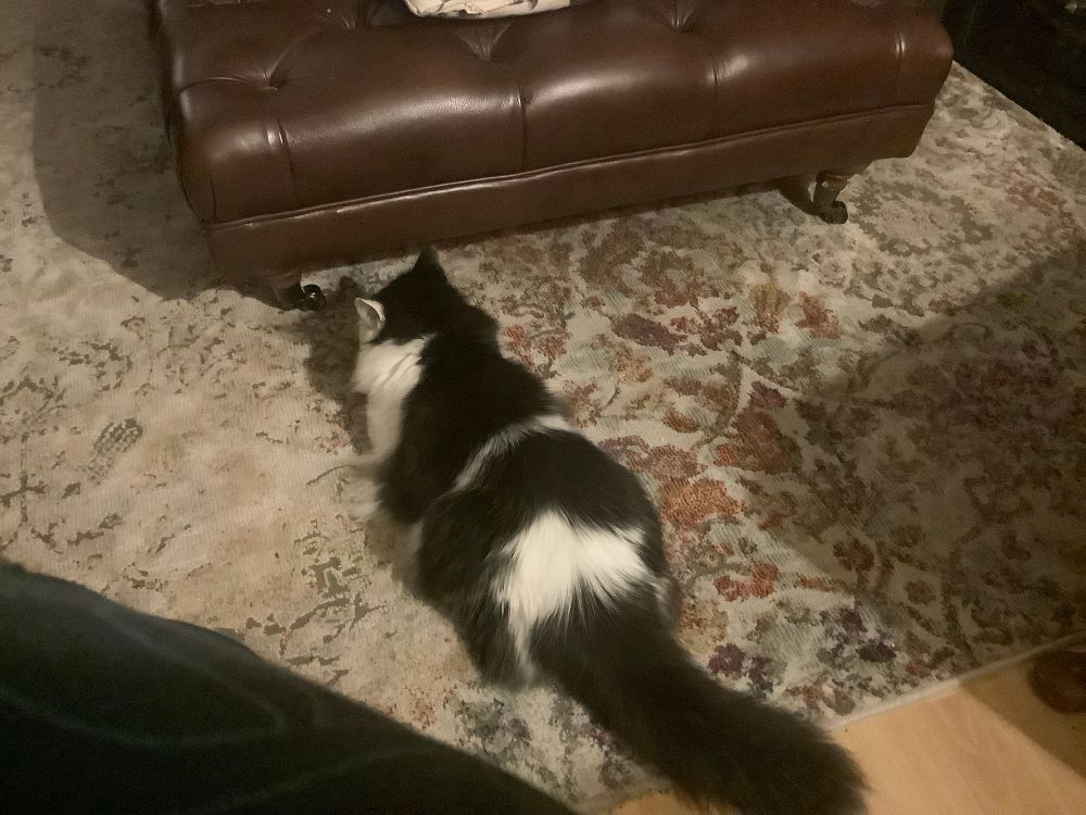 Photo of fluffy cat.