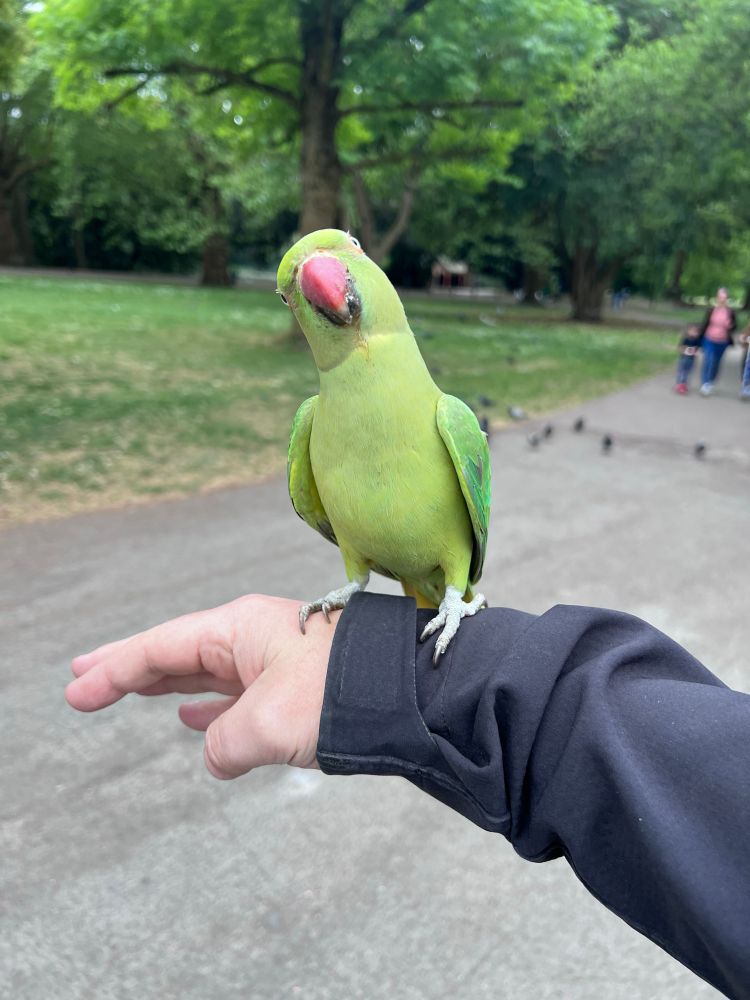 A ring nosed parakeet on my arm while I stood on a path in Battersea Park