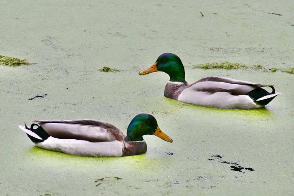 Mallard ducks 