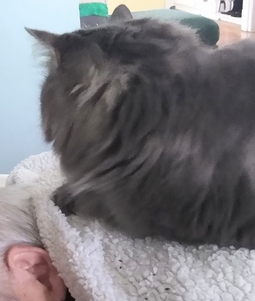 Grey floofy cat, facing away from the camera and a little paw reaching out to make biscuits on someone's ear