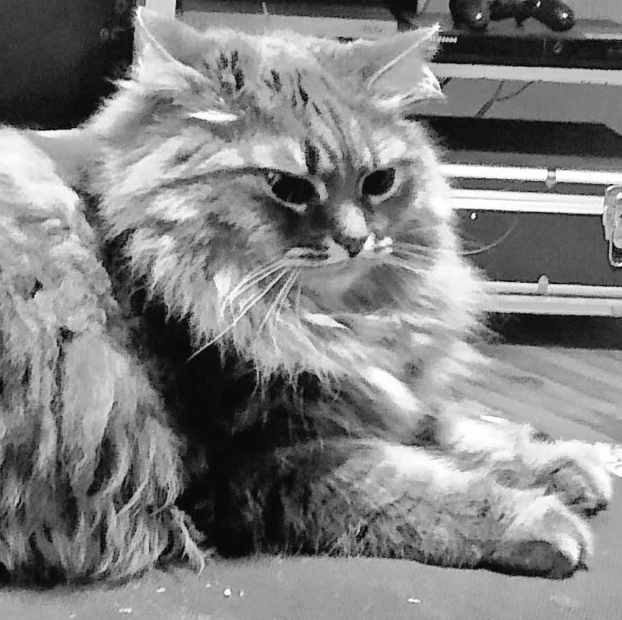Black and white photo of a fluffy grey cat surveying her territory