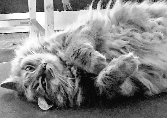 Same fluffy grey cat, laying on her back, looking up with paws in bunny position in black and white