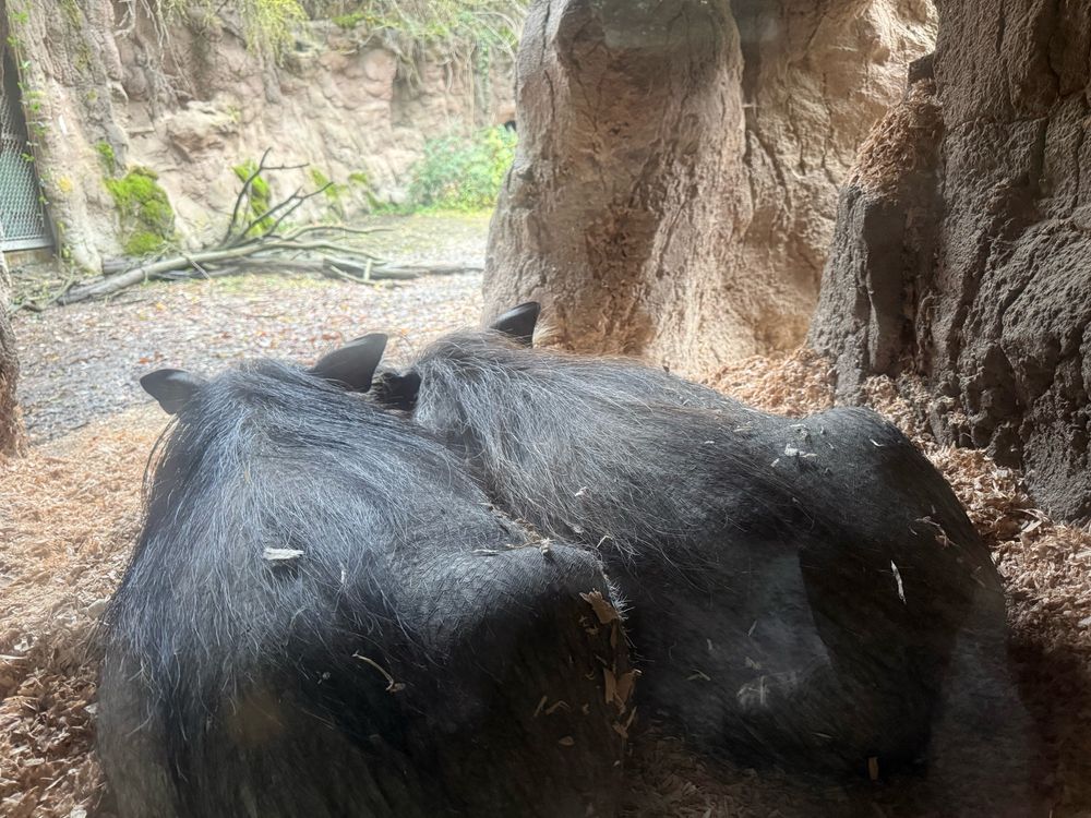 Two warthogs facing away from the camera, laying next to each other