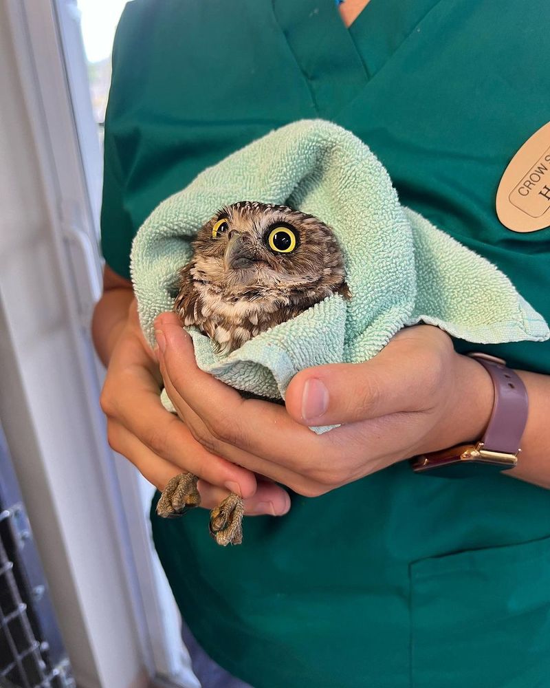 A small burrowing owl in a green towel, held by a wildlife rehab worker. The owl appears to have a mildly surprised expression.