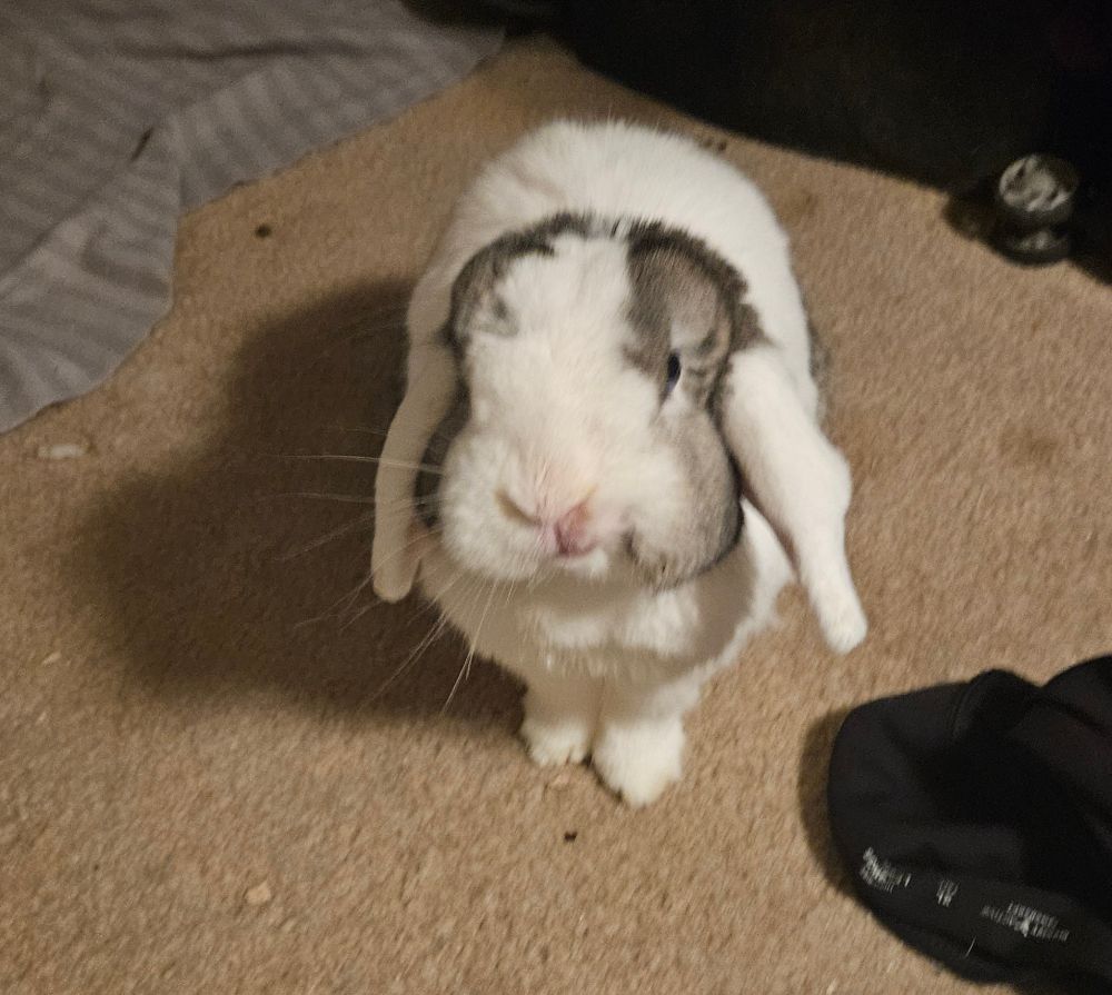 Bunny on the floor