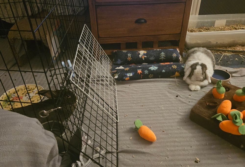 Two bunnies on either side of a pen.