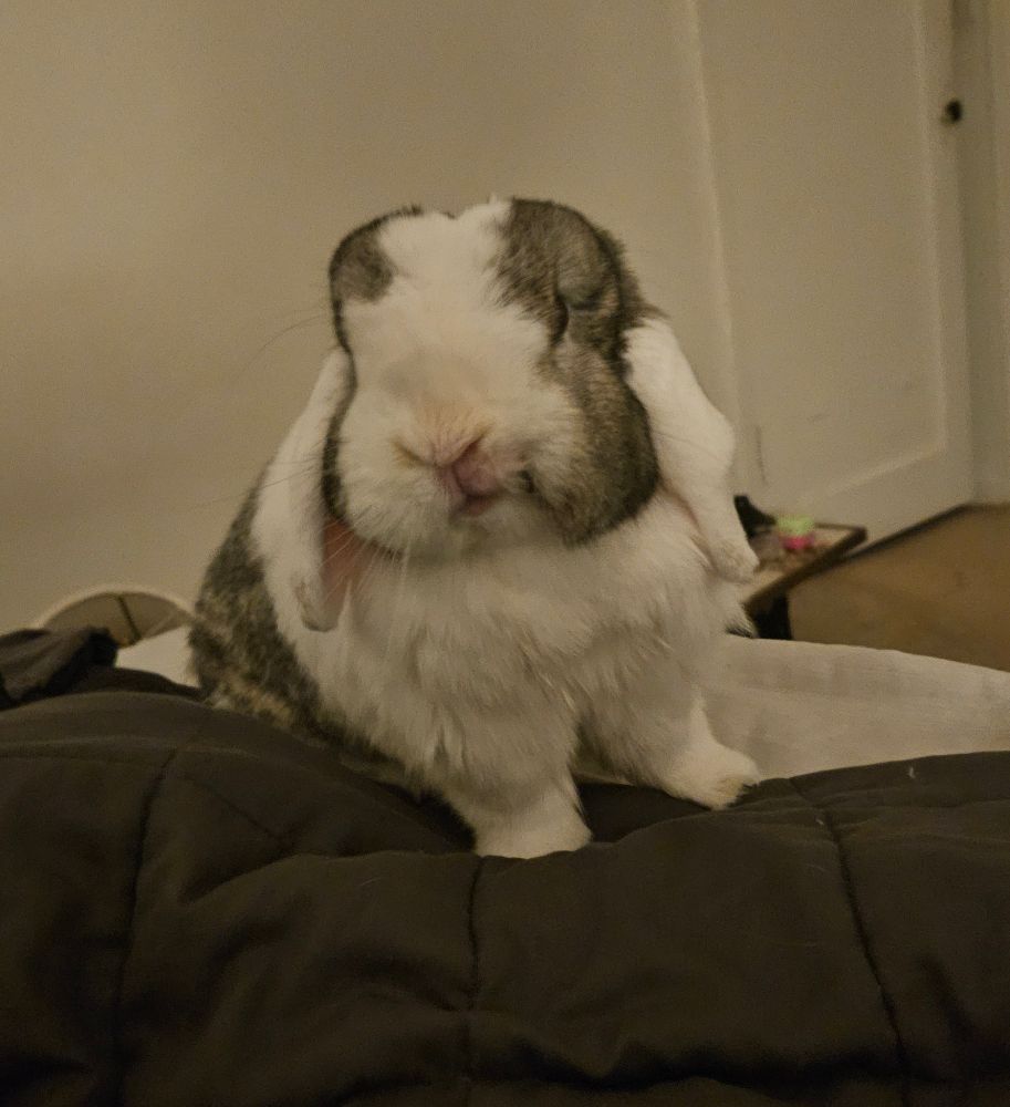 Bunny on bed