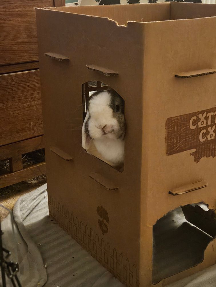 Bunny in a cottage 