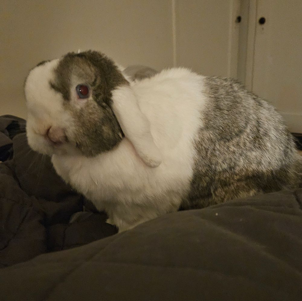 Bunny on bed