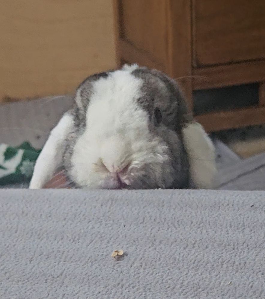 Bunny peeking 