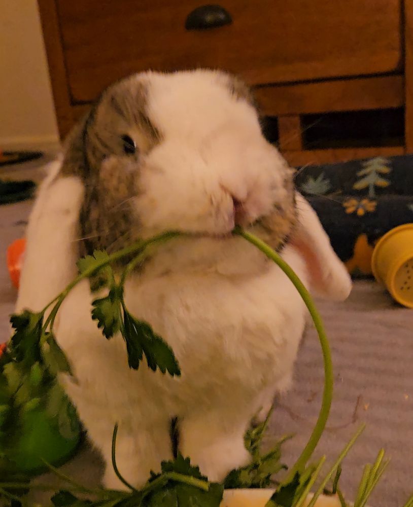 Bunny eating 