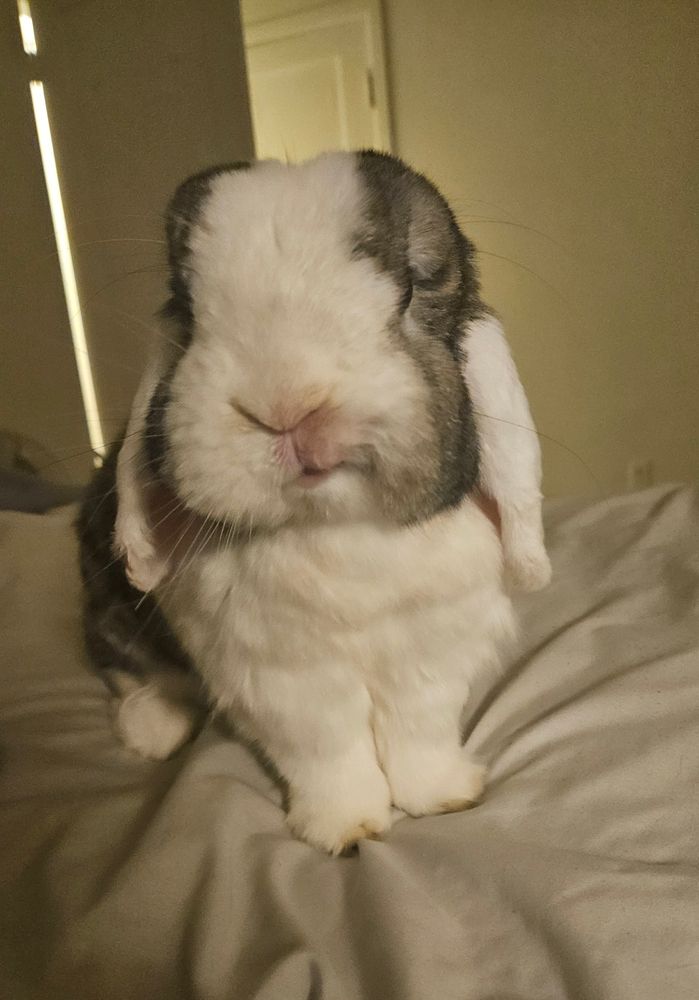 Bunny with a smirk