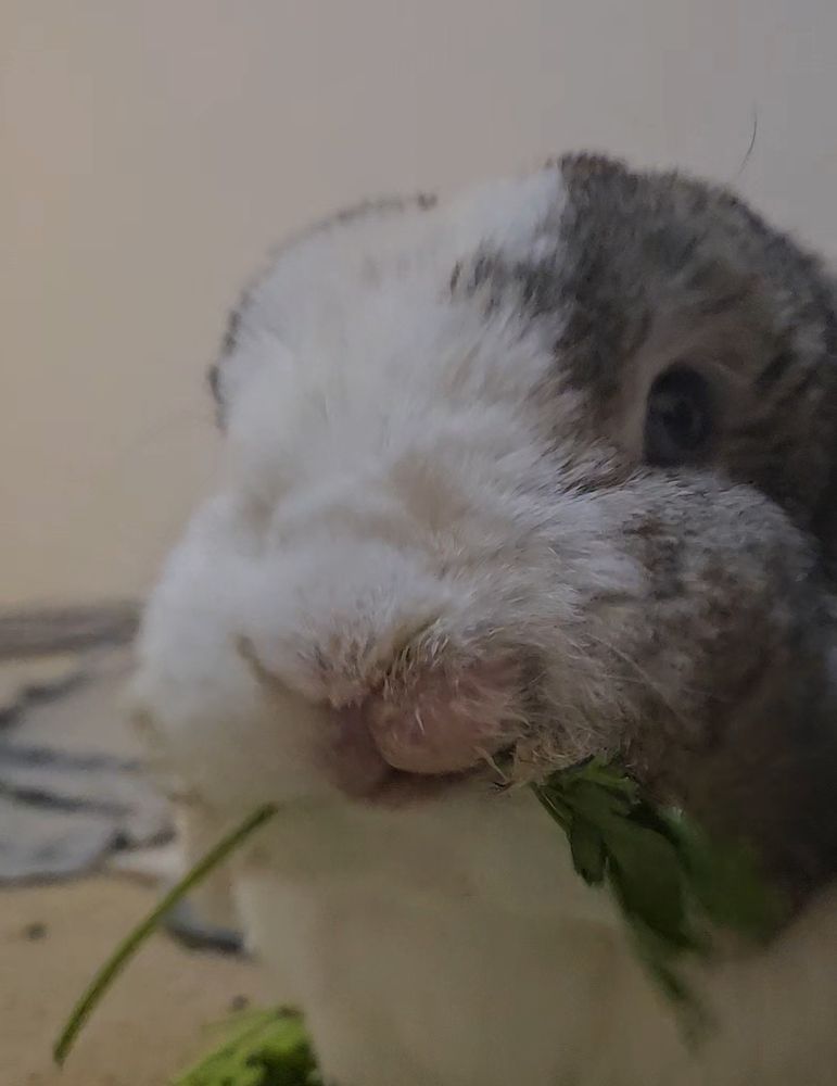 Bunny eating parsley 