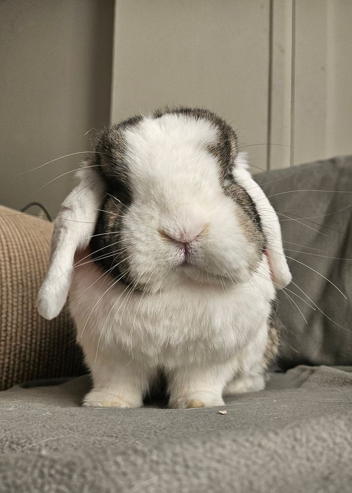 Bunny with a swollen cheek. 