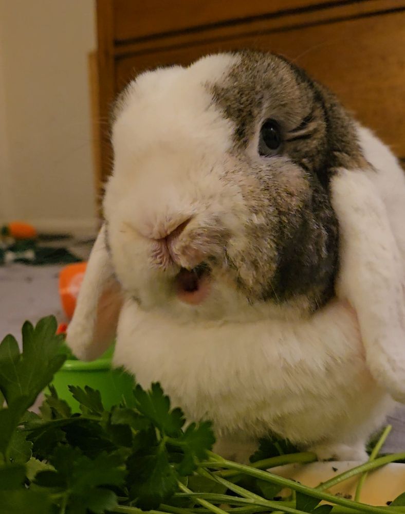 Bunny eating 