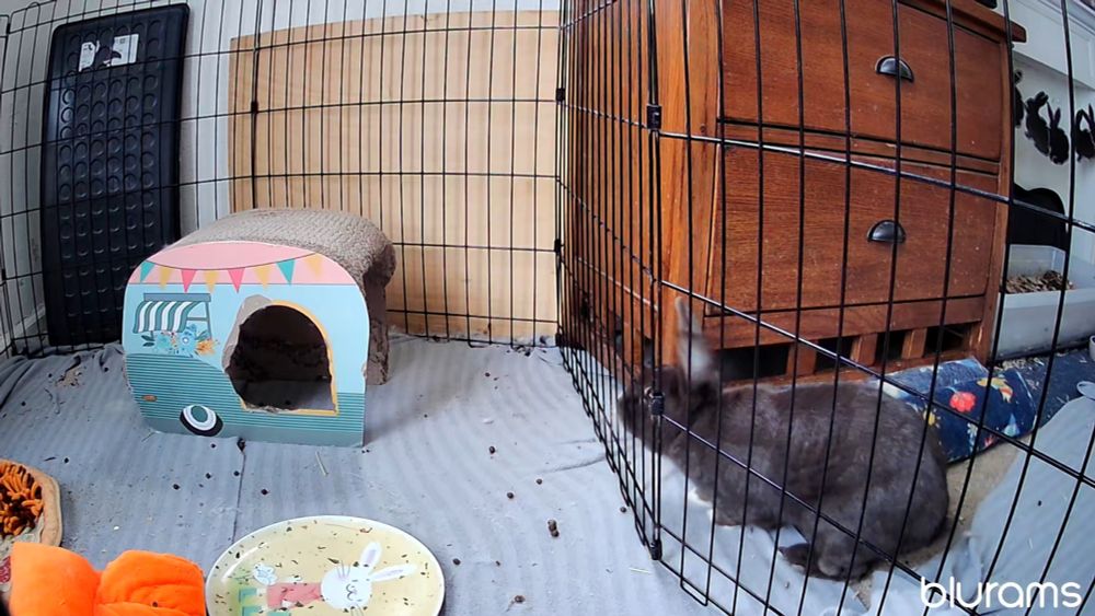 Bunny outside of the pen