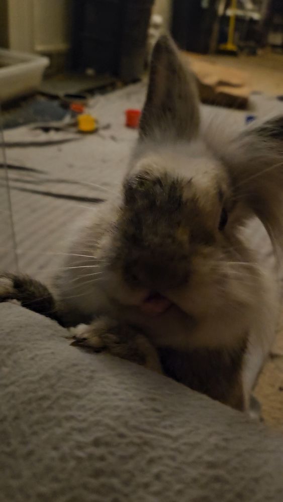 Bunny with tongue out