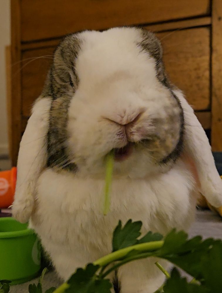 Bunny eating 
