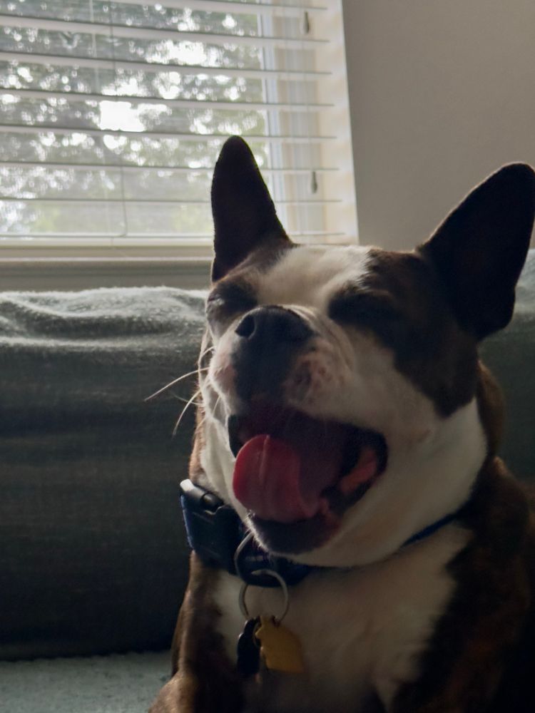 Yawning Boston terrier