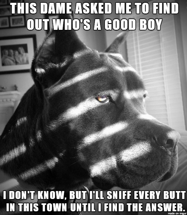 Film Noir Dog:

THIS DAME ASKED ME TO FIND OUT WHO'S A GOOD BOY
I DON'T KNOW, BUT T'LL SNIFF EVERY BUTT IN THIS TOWN UNTIL I FIND THE ANSWER.