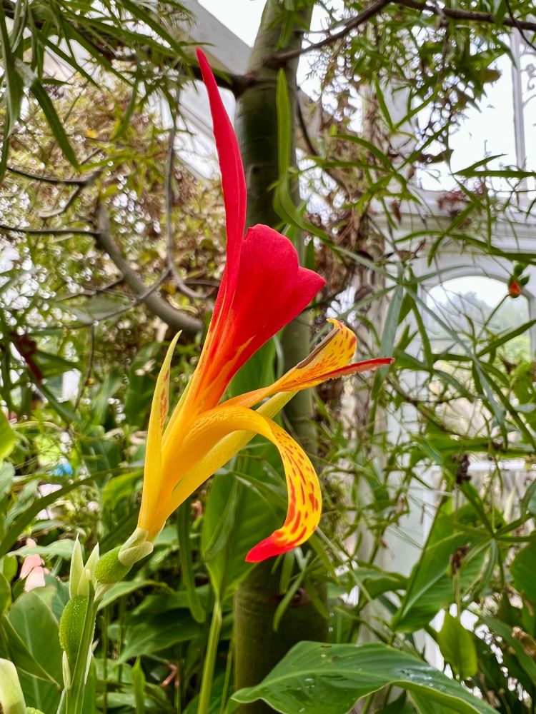 Canna indica: dark yellow and bright read flower