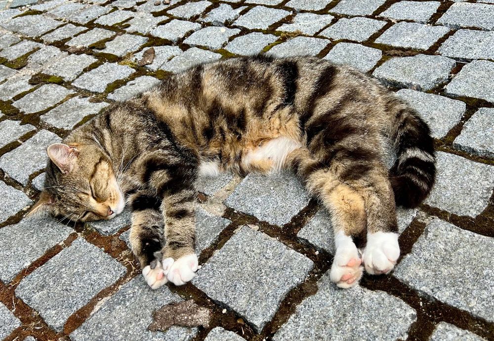 Dreifarbige Katze liegt auf Gehweg und schläft 