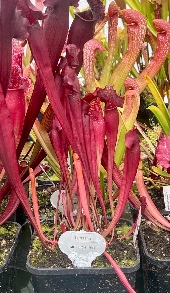 Plant Sarracenia „Mr Purple Haze“; red stems 
