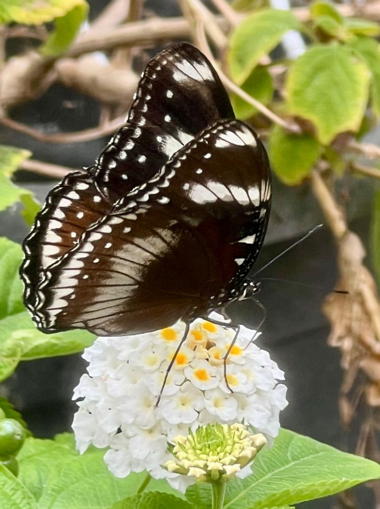 A black and white butterfly eating nectar from a white flower