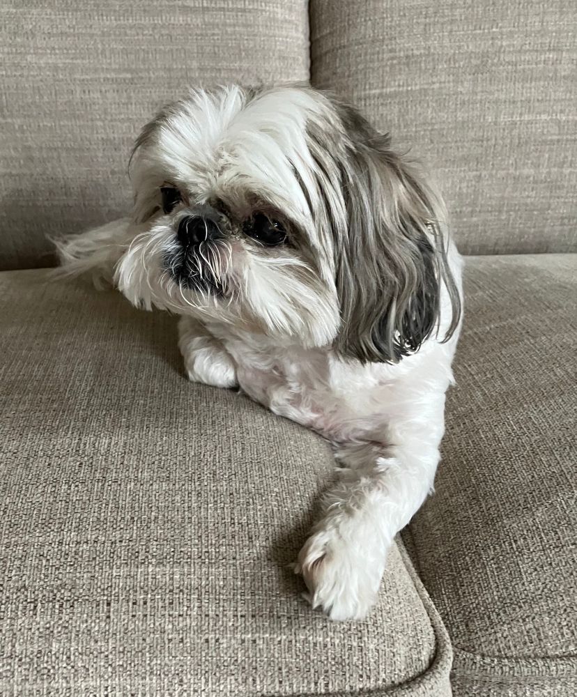Grey & white Shih Tsu dog