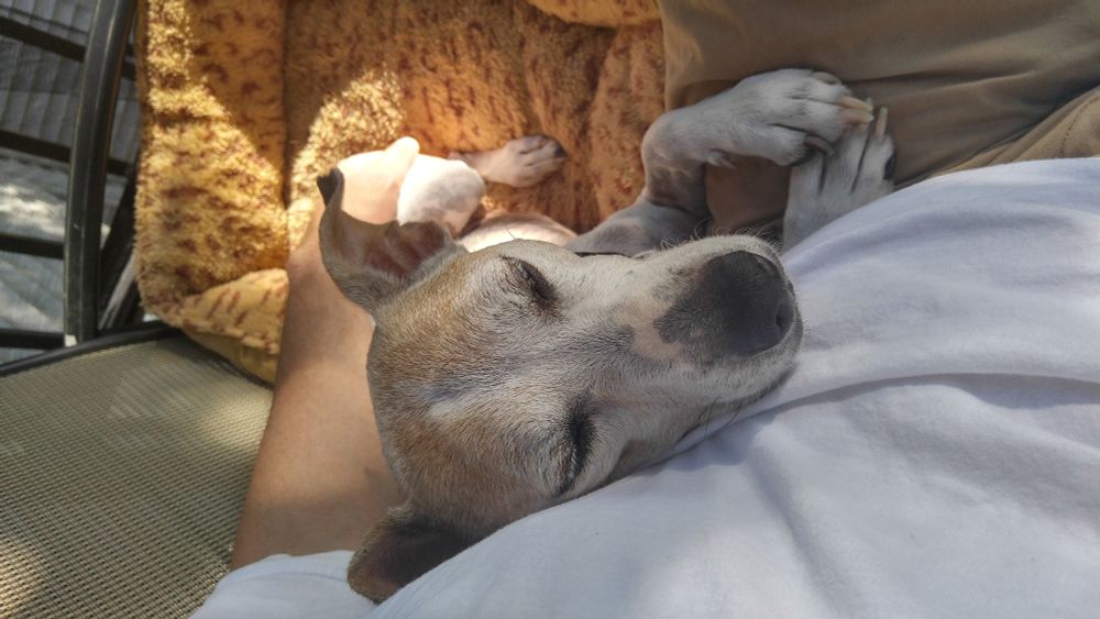 Gray-faced Jack Russell Terrior laying with his head against my chest, his paws on my leg.