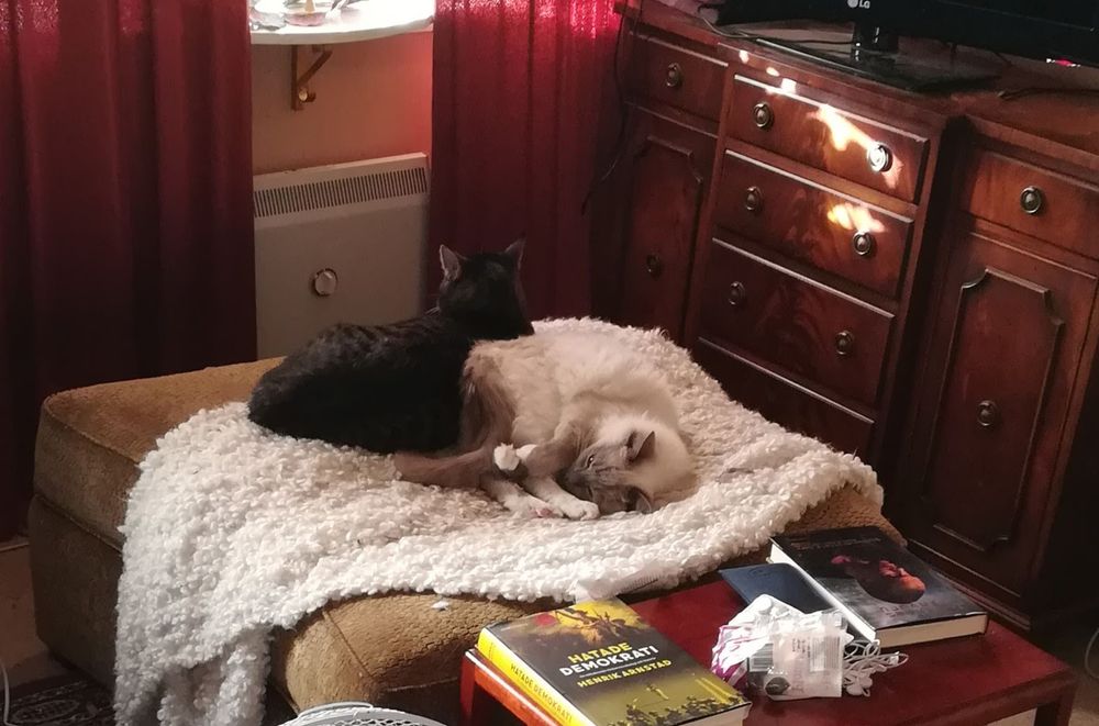 Två katter på en fotpall