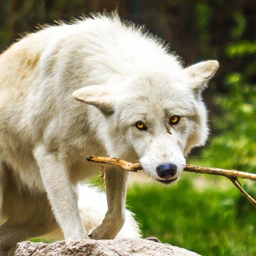 A photograph of a gray wolf with a white coat and golden yellow eyes holding a stick in their mouth and looking expectantly