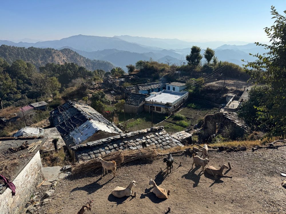 Village view with goats in the foreground and houses in the back.