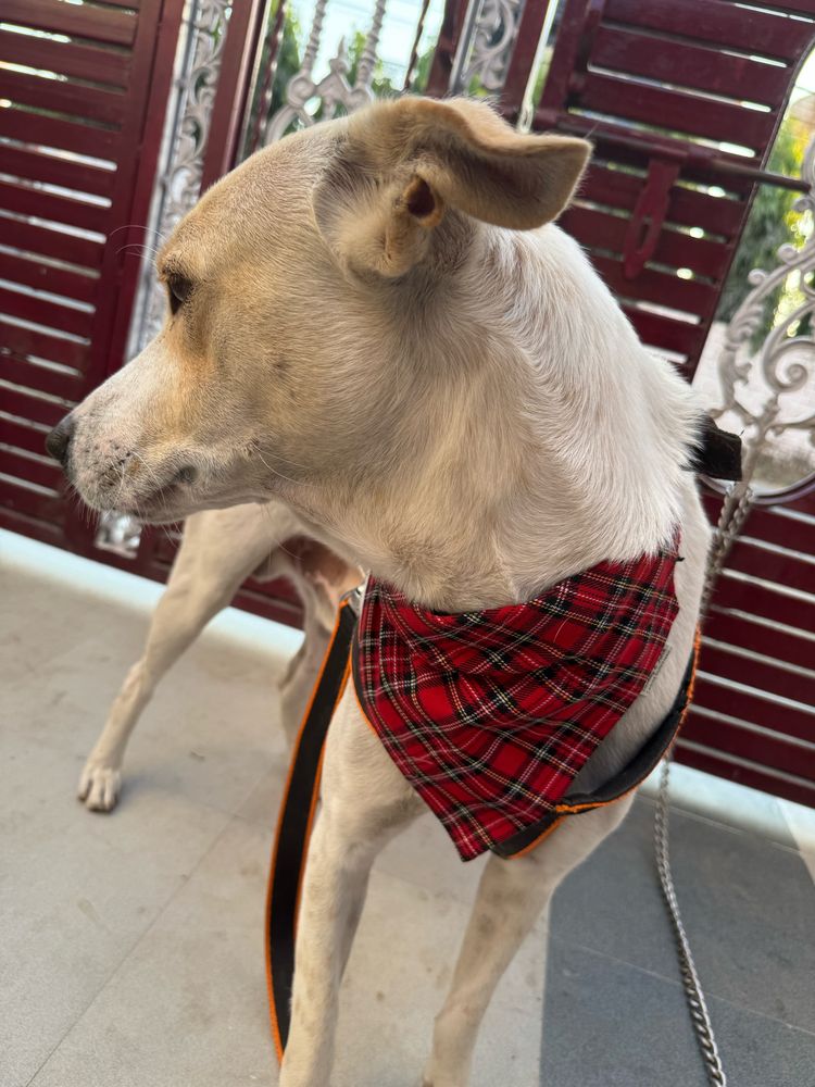 Lungi, the white and tan dog looking back cause he is camera shy wearing his red bandana.