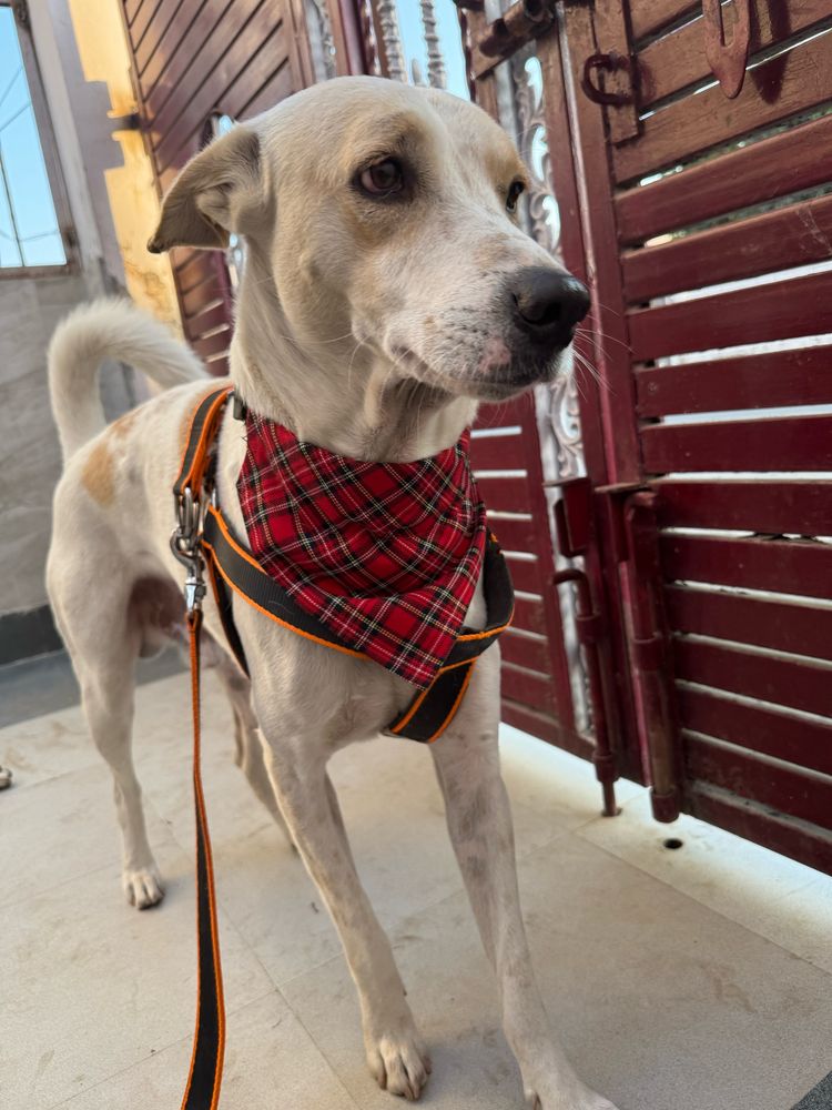 Lungi, the white and tan dog wearing a red bandana and looking all confused.