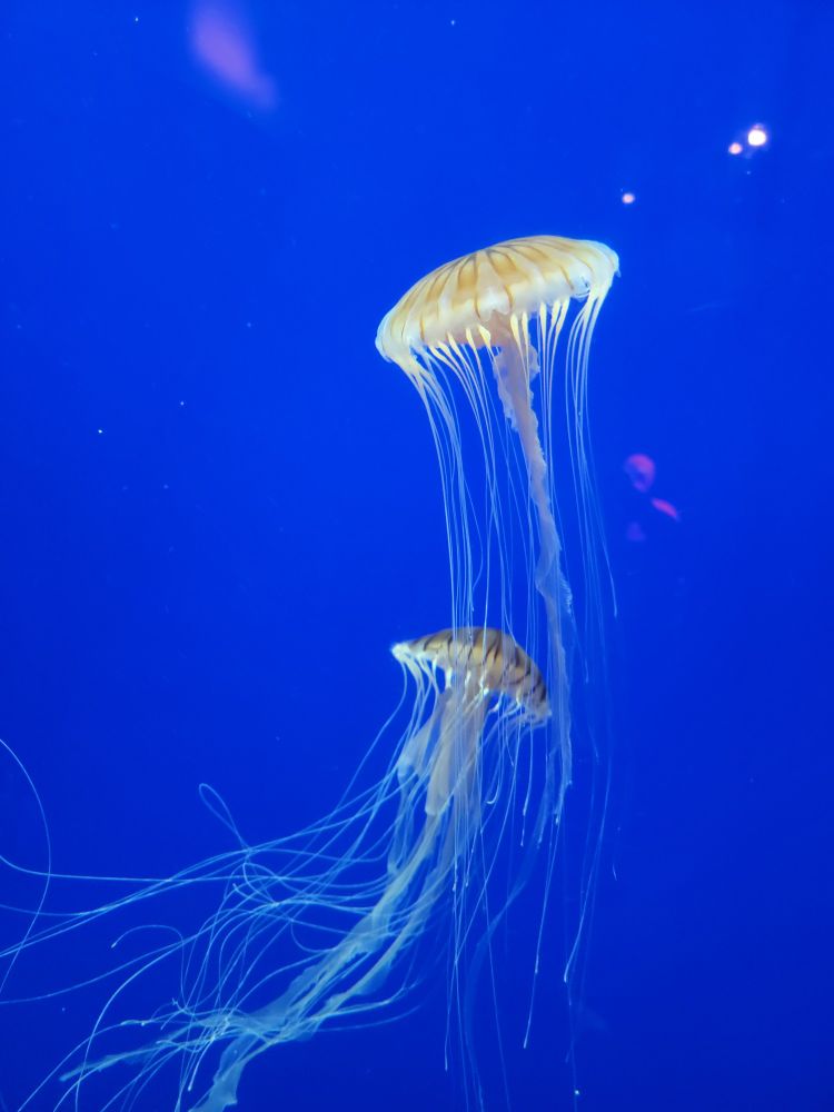 More jellyfish floating. They look a bit like flat capped mushrooms with long thin tentacles 