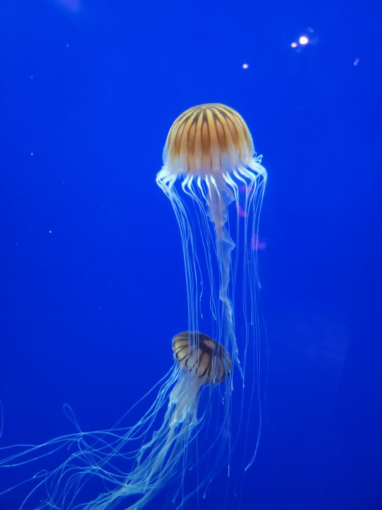 Two jellyfish float in a tank, with their long tendrils behind them