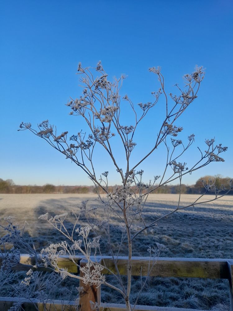 A frosty hedgerow seed head in front of a grassy field and a vivid blue morning sky