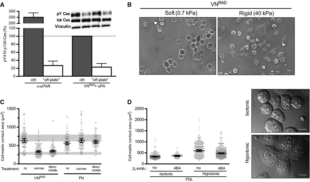 Figure 7. uPAR/VN signalling requires cell adhesion, ECM rigidity and membrane tension
A.
uPAR‐induced signalling requires cell attachment. Cells expressing uPART54A were seeded on an anti‐uPAR monoclonal antibody (α‐uPAR) or on VNRAD (with uPA) for 30 min. For ‘off‐plate’ experiments, cells were incubated in suspension with these components. Phosphorylation of p130Cas SD is shown in percentage of the positive control, that is the same cells seeded on VNRAD in the presence of uPA (n ≥ 3, mean ± SEM). Representative blots are shown.
B.
uPAR‐induced cell spreading requires adhesion to a rigid matrix. Representative images of 293 cells expressing uPART54A plated in presence of uPA on hydrogels coated with VNRAD at different rigidity (soft: 0.7 kPa, Rigid: 40 kPa) for 30 min. Scale bar: 10 μm.
C.
Effect of plasma membrane relaxation on uPAR or integrin‐induced cell spreading. 293 cells expressing uPART54A were seeded on FN or VNRAD (with uPA) in presence of sucrose (150 mM) or deoxycholate (0.4 mM) for 30 min. Cell‐matrix contact area was quantified. Measurements represent at least 50 cells with indicated geometrical means ± 95% CI, in at least two independent experiments. The grey bars represent the range of cell area of not spread or fully spread uPART54A cells based on 95% CI on poly‐D‐lysine or on VN with uPA, respectively (Fig 2B).
D.
Increased membrane tension induces integrin‐dependent cell spreading. Cells were seeded on PDL for 30 min in presence or absence of 4B4. Where indicated, an equal volume of hypotonic buffer (H2O with 1 mM MgCl2 and 1.2 mM CaCl2) or isotonic (medium) buffer was added to increase plasma membrane tension. Cell‐matrix contact area was assayed and quantified. Measurements represent at least 50 cells with indicated geometrical means ± 95% CI, in at least two independent experiments. Representative DIC images of cells on PDL treated with isotonic or hypotonic medium are shown. Scale bar: 10 μm.