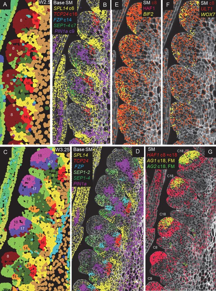 Expression profiles of genes differentially expressed during spikelet development.