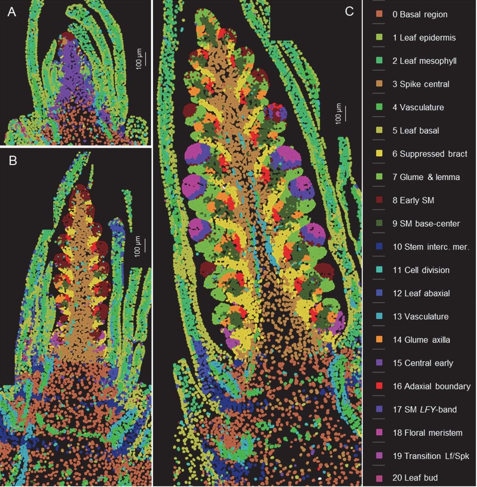 Spatial cell clusters based on the expression of 99 genes analyzed by smFISH at three stages of wheat spike development.