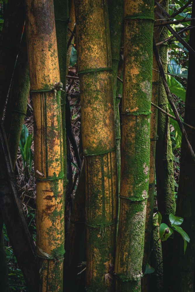 A dense stand of Golden Common Bamboo (Bambusa vulgaris var. striata) rises in sturdy columns, each cylindrical culm characterized by a warm, honey-toned hue. Small, ring-like ridges mark the nodes, where subtle ridged sections provide a tactile sense of bamboo’s segmented growth. 

Rust-colored stains and faint vertical streaks break up the smooth surfaces, suggesting natural weathering over time. Various shades of pale green and gray lichen sprinkle the canes in irregular patches, forming speckled clusters that appear almost velvety against the bamboo’s golden background. Occasional sections display flecks of deeper orange or brown, reflecting the plant’s progressive aging and exposure to the shaded, humid surroundings. 

Thin, tapering branchlets occasionally poke through the culms, giving glimpses of leafy greenery that thrives in the filtered light. Soft shadows between the thick canes evoke the calm of a forest floor, while gentle highlights at the edges hint at sunlight filtering through overhead foliage. The bamboo is robust and widely spaced, with each mature stalk several inches thick—creating the illusion of wooden pillars rooted firmly in the damp earth. 

This species is known for rapid growth, sometimes shooting up inches per day under ideal tropical conditions. The striated coloration becomes more pronounced as the culms mature, transitioning through a spectrum of gold, mustard, and subdued brown tones. Lichen, a symbiotic blend of fungus and algae, thrives on these bamboo surfaces, drawing sustenance from surrounding moisture and air. 

The overall scene suggests a tranquil, hidden grove where the interplay of shape, color, and texture conveys the quiet strength and resilience of bamboo, as well as the delicate ecological relationships sustaining life in this lush environment.