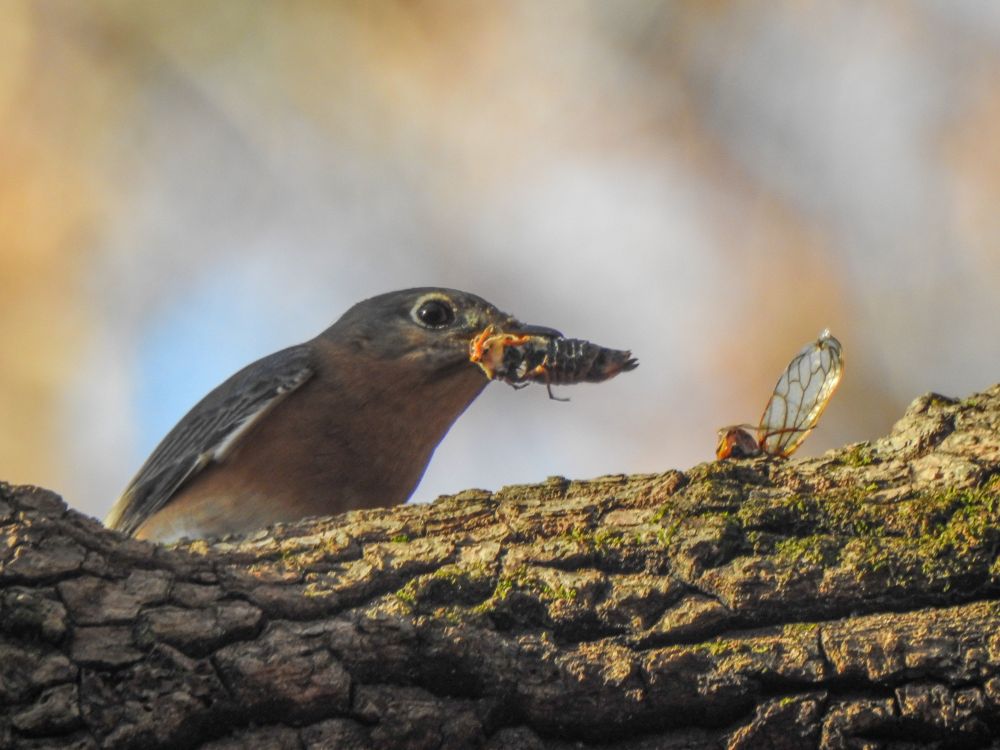 An Eastern Bluebird peering over the top of a log with a bug in its beak. There is a stray wing next to it on the log.