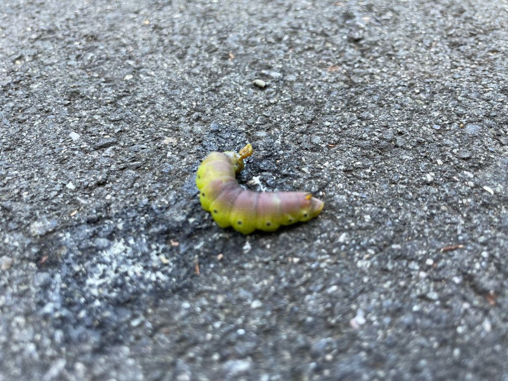 A plump caterpillar on asphalt. It is purplish on top and green on the side with evenly spaced black dots.