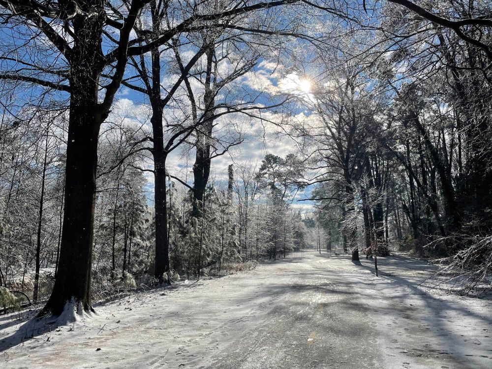 Tree lined path with a dusting of snow and the sun and clouds peeking through in the background. 